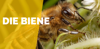 Die Biene, eines der wichtigsten Insekten. Wir informieren dich und alle Menschen im Bereich Stadthagen, Lindhorst, Sachsenhagen und Bad Nenndorf.