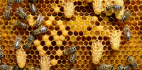 Wir sind für euch da im Beratung zu Honig, Bienen, Imkerei und Wespen. Hier in Schaumburg und Umgebung